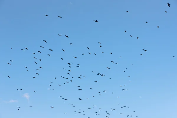 Černý flock — Stock fotografie