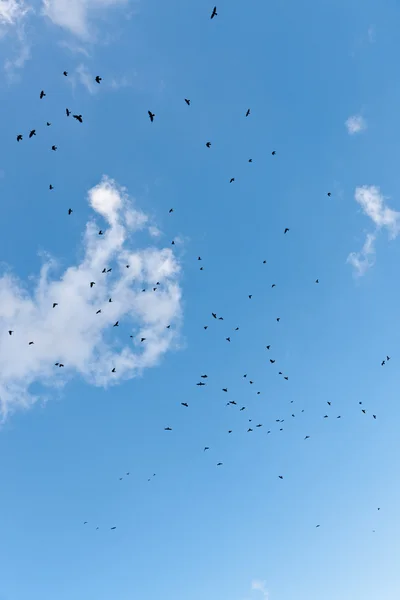 Pájaros negros en el cielo —  Fotos de Stock
