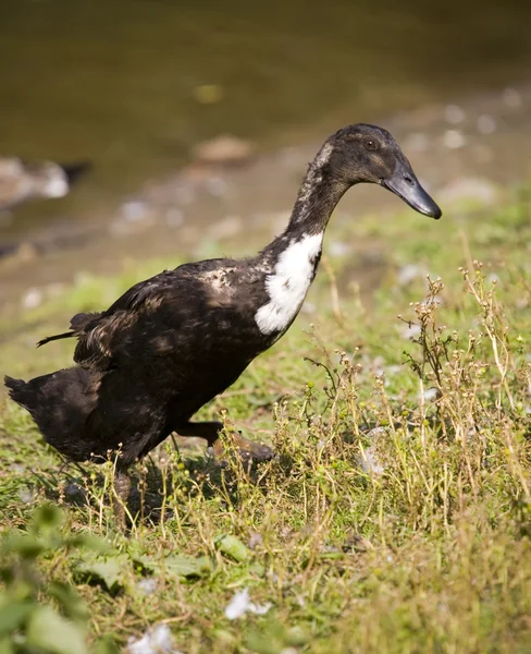 stock image Eider in full growth