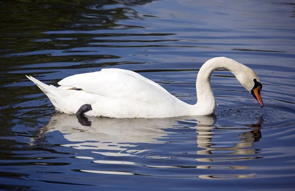 Swan and reflection — Stock Photo, Image