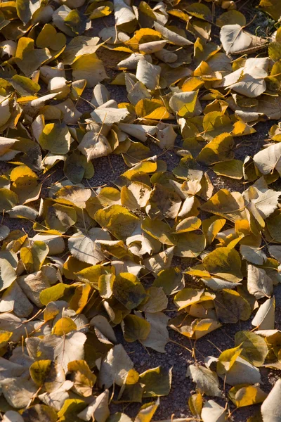 De fallna löven — Stockfoto