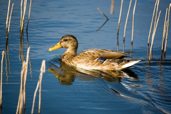 Mavi suda ördek — Stok fotoğraf