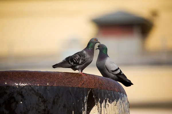 Zwei Tauben auf einem Brunnen — Stockfoto