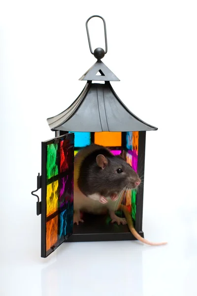 Rat in a lantern — Stock Photo, Image