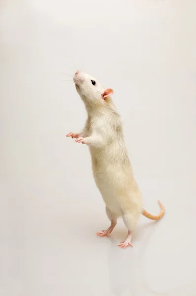 Біла щур — стокове фото