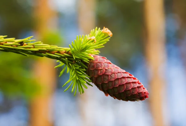 Ramo de árvore de pele com cone — Fotografia de Stock