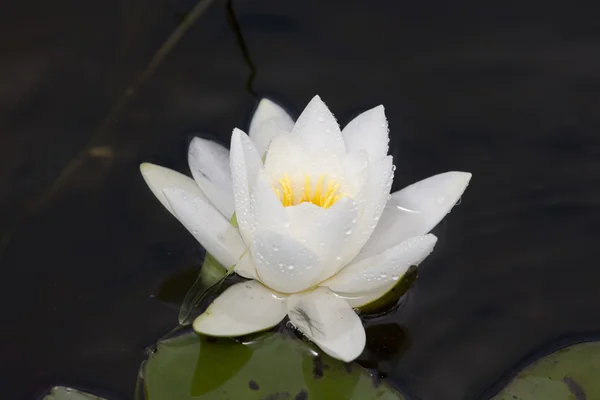 Water lily na een regen — Stockfoto