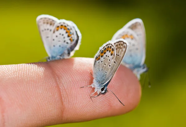Papillons sur un doigt — Photo