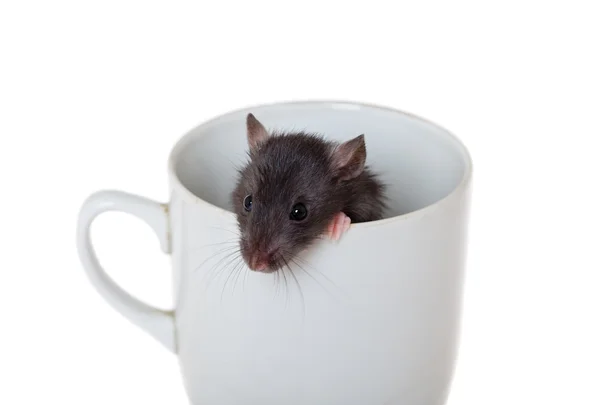Zvědavý krysa v šálku — Stock fotografie