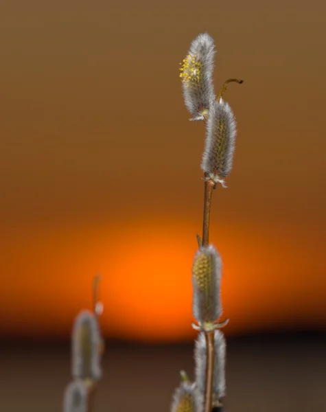 Weiden und Sonne — Stockfoto