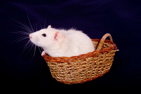 Rato em uma cesta — Fotografia de Stock