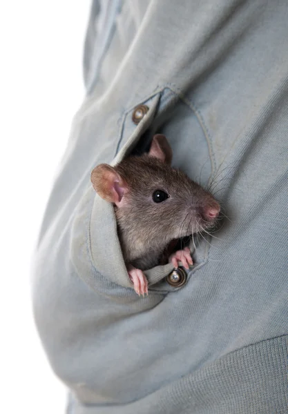Rat in a pocket — Stock Photo, Image
