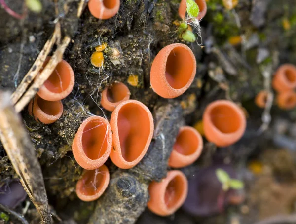 Red lichen — Stock Photo, Image