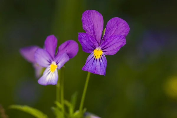 Wild violets close up — Stock Photo, Image