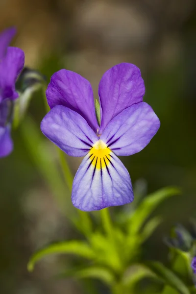 Viola selvatica primo piano — Foto Stock