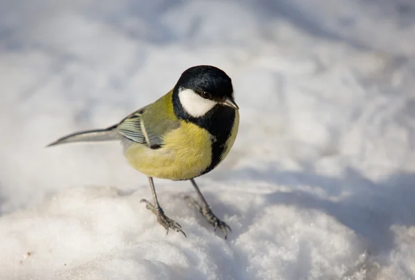 Titmouse in the winter — Stock Photo, Image