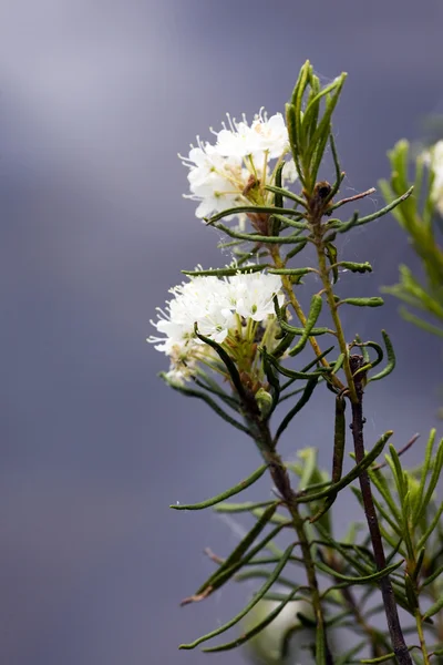 stock image Labrador tea close up