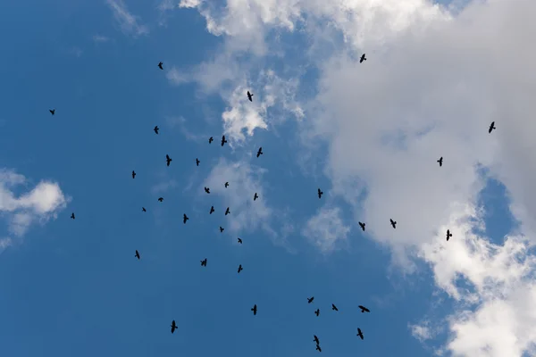 Fåglar under moln — Stockfoto