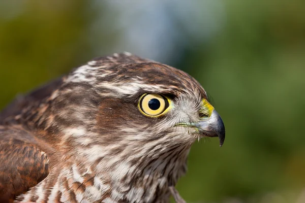 stock image Portrait of Pernis apivorus