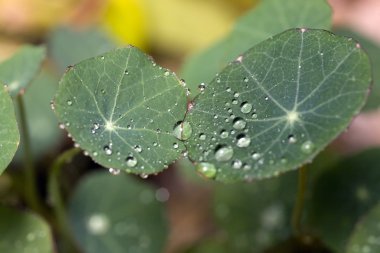 Nasturtium şemsiye