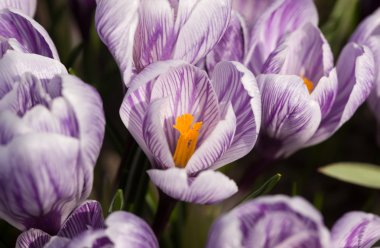 Crocuses close-up clipart