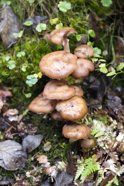 stock image Agaricus melleus