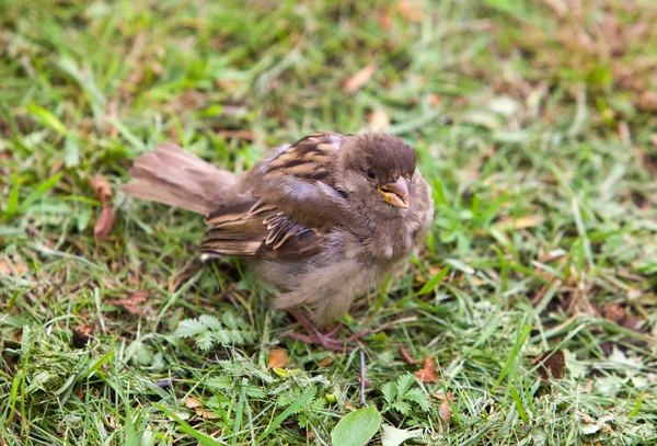 Sparrow in a grass — Stock Photo, Image