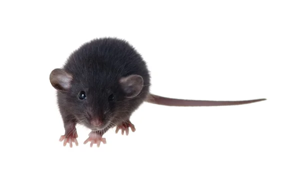 Fekete patkány a fajta dumbo — Stock Fotó