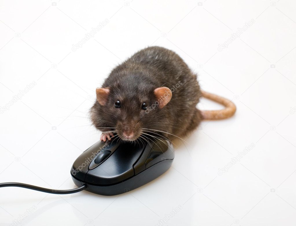 Black rat and a mouse