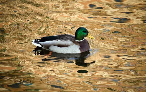 Ente im hellen Wasser — Stockfoto