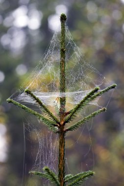 Web üzerinde bir çam