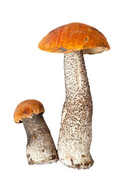 Two orange-cap mushrooms clipart
