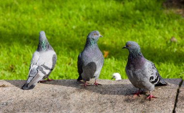 Three pigeons clipart