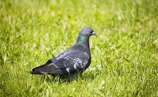 La paloma en una hierba — Foto de Stock