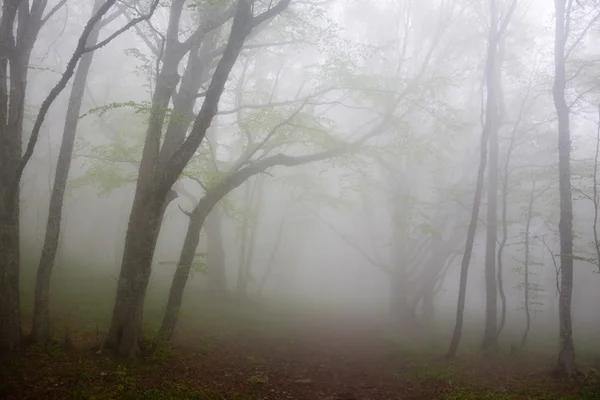 Ochtend mist — Stockfoto