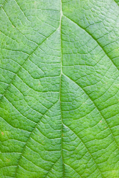 Зеленая сетка — стоковое фото