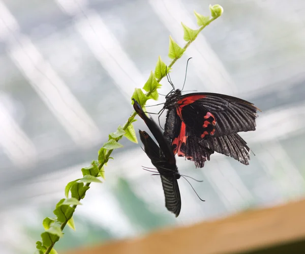 Бабочки на папоротнике — стоковое фото