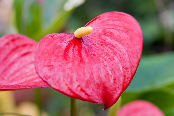 Anthurium andreanum