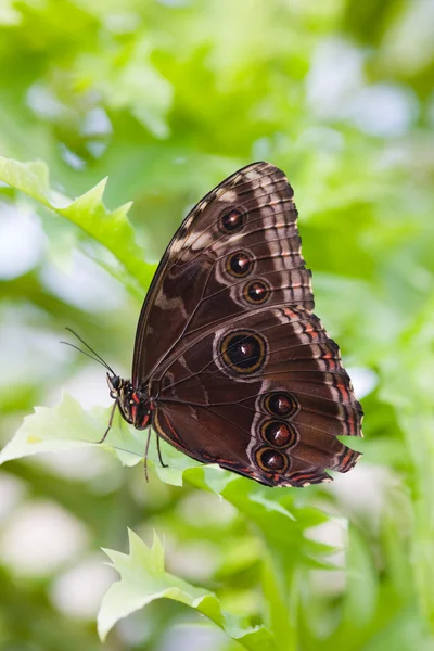 Der Schmetterling macht eine Rast — Stockfoto