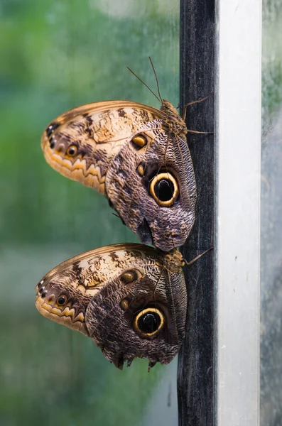 Pár motýlů na rámu — Stock fotografie