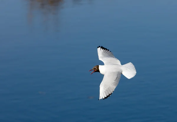 Seagull over the river — Stock Photo, Image