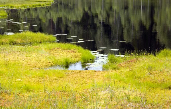 Берег озера в болоте — стоковое фото