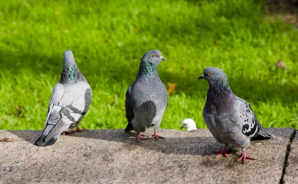 Three pigeons — Stock Photo, Image