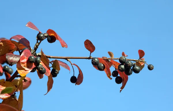 Branch of black chokeberry — Stock Photo, Image