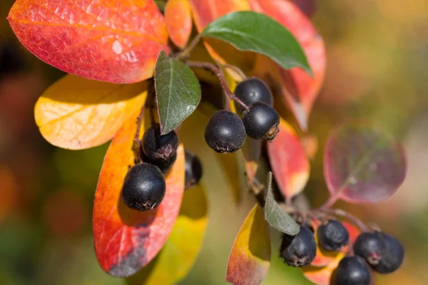 Cluster of black chokeberry — Stock Photo, Image