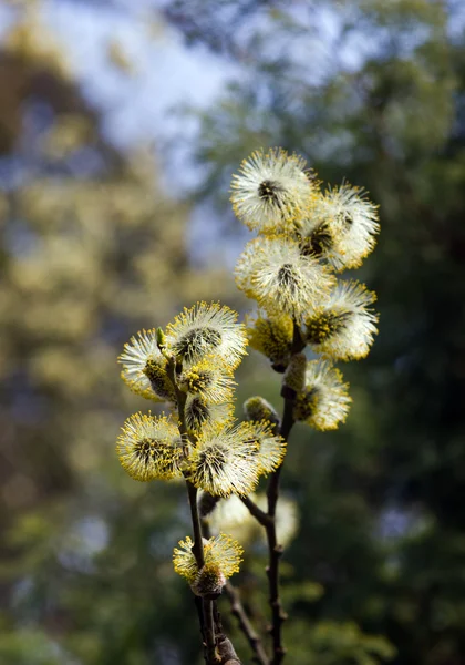Branches of a blossoming willow — Stock Photo, Image