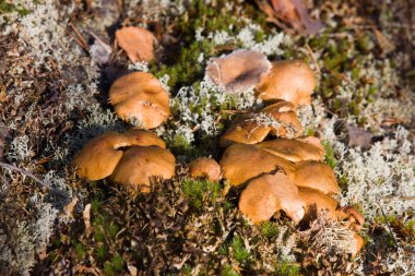 Family of Boletus bovinus clipart