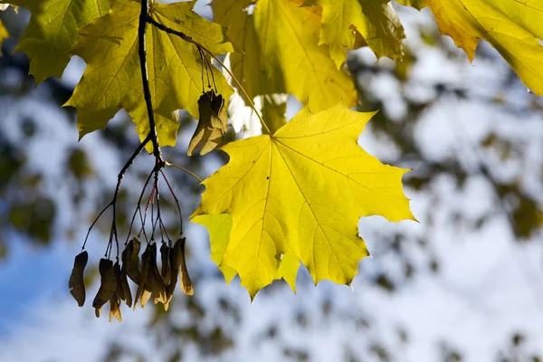 The gilding autumn — Stock Photo, Image