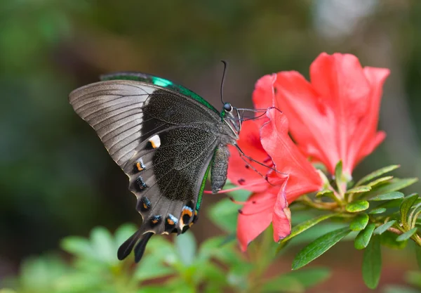 The butterfly and pink flower — Stock Photo, Image