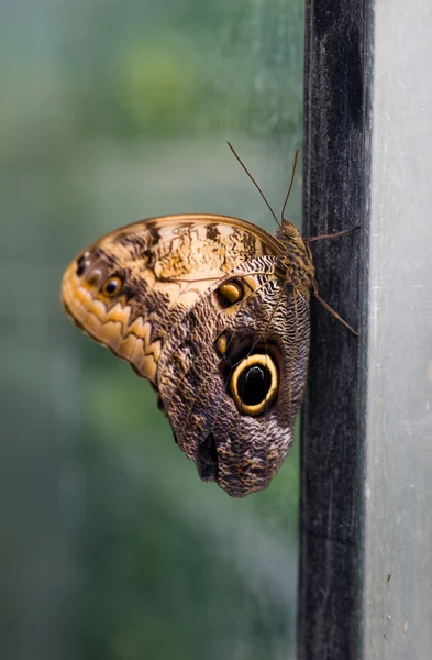 The butterfly in the greenhouse — Stock Photo, Image